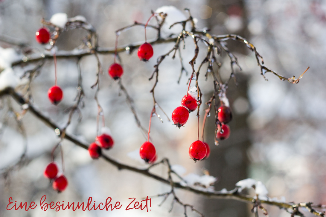 Winterliches Foto mit roten Beeren an kahlen Zweigen